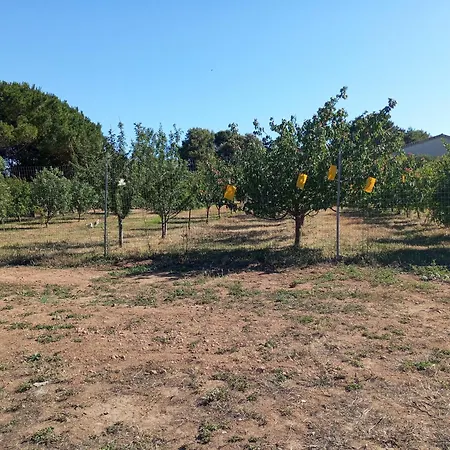 Sannoranna * Cabras
